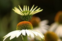 /album/www-marblo-nl/image-7-jpg1/