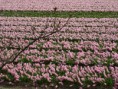 /album/lente-april-2018/dsc02218-jpg/