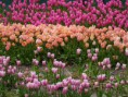 /album/lente-april-2018/dsc02232-jpg/