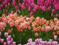 /album/lente-april-2018/dsc02233-jpg/