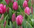 /album/lente-april-2018/dsc02235-jpg/