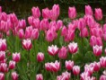 /album/lente-april-2018/dsc02236-jpg/
