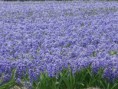 /album/lente-april-2018/dsc02237-jpg/