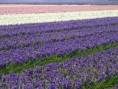 /album/lente-april-2018/dsc02240-jpg/