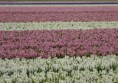 /album/lente-april-2018/dsc02241-jpg/