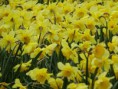 /album/lente-april-2018/dsc02247-jpg/