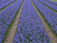 /album/lente-april-2018/dsc02249-jpg/