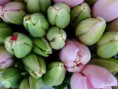 /album/lente-april-2018/dsc02259-jpg/