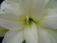 /album/lente-april-2018/dsc02261-jpg/