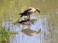/album/lente-april-2018/img-9090-jpg/
