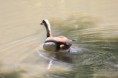 /album/lente-april-2018/img-9101-jpg/