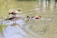 /album/lente-april-2018/img-9104-jpg/